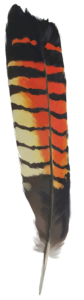 Red-tail-black-feather-for-web