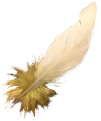 Waandarr (sulphur crested white cockatoo) feather, graphic illustration. © Kristy Day.